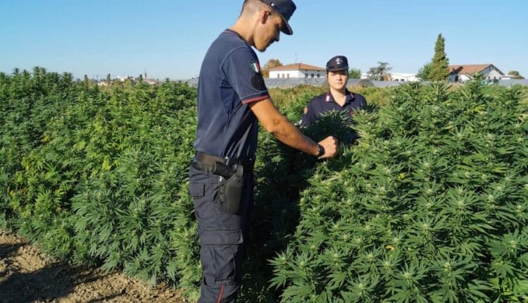 Bologna, i controlli dei Carabinieri Forestali nelle coltivazioni di cannabis: sequestrati 30 kg di infiorescenze
