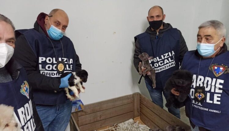 Napoli, vendeva abusivamente i cuccioli di cani di varie razze e li dopava: fermato un pregiudicato napoletano