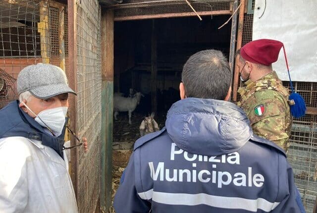 Napoli, sequestrata discarica di rifiuti abusiva nella quale erano allevati animali in pessime condizioni