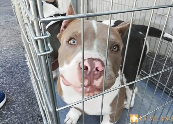 Roma, tagliano le orecchie dei loro cani. Sei mesi di reclusione per i due condannati