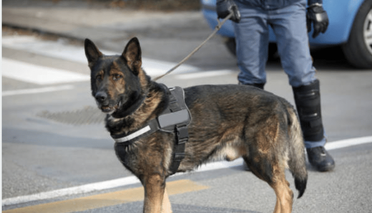 Verona, presenza di interforze e unità cinofile per contrastare il fenomeno delle baby gang