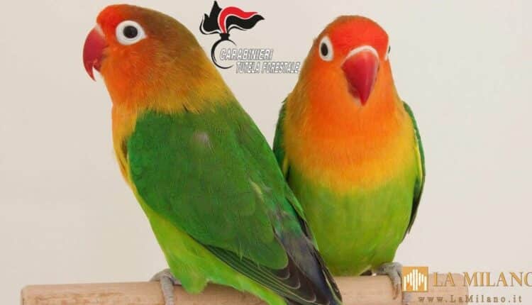 Mantova, la Forestale scopre un allevamento abusivo di pappagalli in un box auto