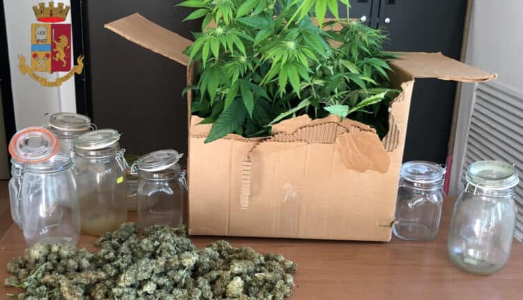Napoli, marijuana trovata nascosta nella cabina armadio dell'abitazione di un uomo