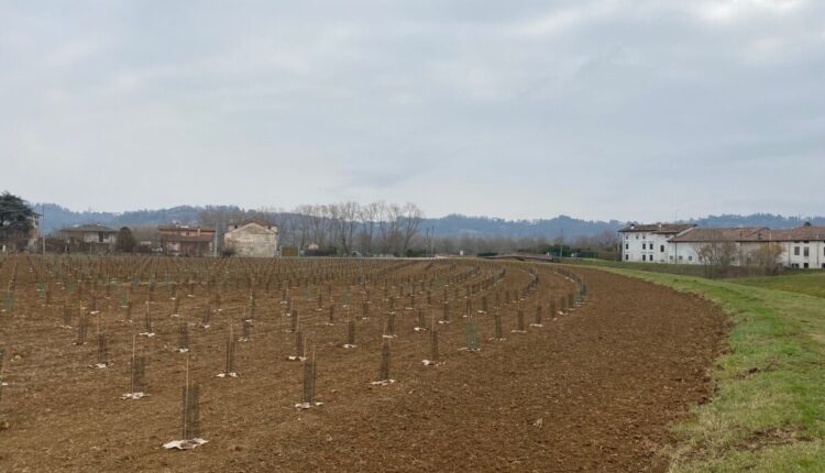 Vicenza, nuovo bosco con oltre 2.800 piante a sant'Agostino, realizzato da Arbolia e il Comune