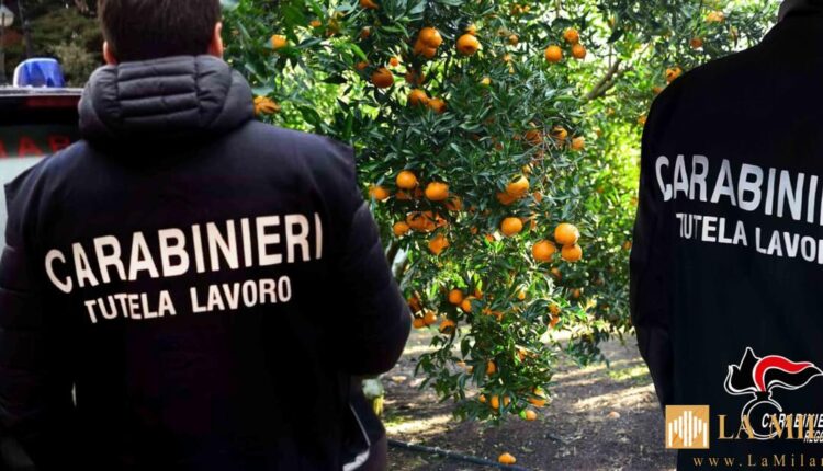 Reggio Calabria, 4 ordinanze di custodia cautelare per i responsabili dello sfruttamento di braccianti agricoli extracomunitari addetti alla raccolta di agrumi nella piana di Gioia Tauro
