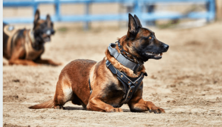 Seregno, il cane antidroga Kevin coglie un dipendente 20enne di un locale con una modica quantità di hashish per uso personale