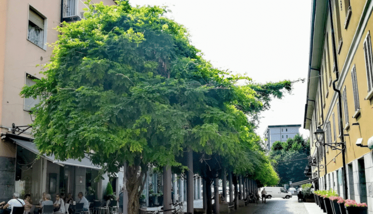 Cologno Monzese, concesso dal Comune il patrocinio per lo svolgimento di tre iniziative in città