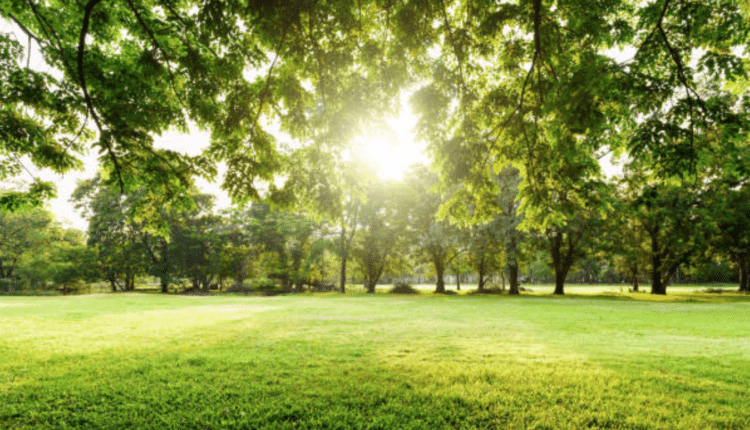 Lecce, approvato il "Piano del Verde" per la realizzazione del verde pubblico nelle zone urbane e marine