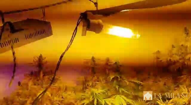 Brindisi, rinvenuta della marijuana essiccata contenuta in vasetti di vetro