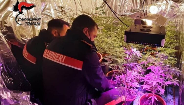 Trapani, rinvenuta una serra per la coltivazione di marijuana da una perquisizione domiciliare