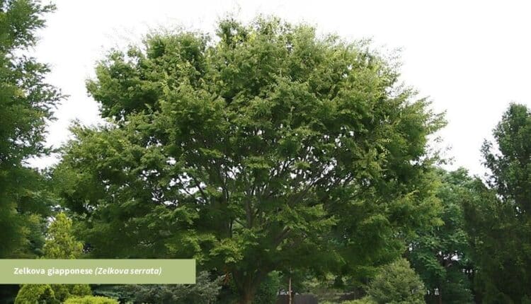 Bologna, 400 piante a cittadini e associazioni per la sensibilizzazione con iniziativa adotta un albero