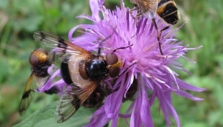 Trieste, “Ambienti e adattamenti estremi in un mondo occulto di dominatori: I Ditteri”