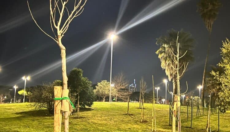 Latina, al via la messa a dimora di 700 alberature su tutto il territorio comunale