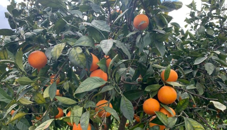 Catania, raccolta solidale arance in un terreno confiscato alla mafia di contrada Jungetto