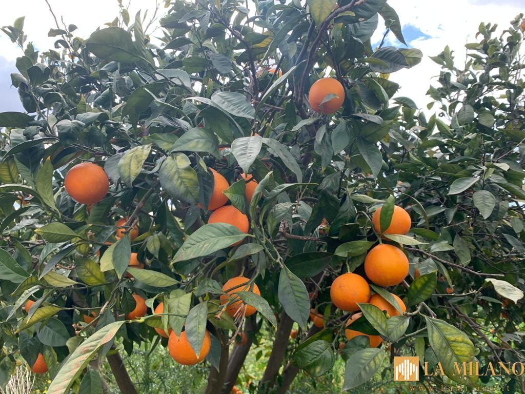 Catania, raccolta solidale arance in un terreno confiscato alla mafia di contrada Jungetto