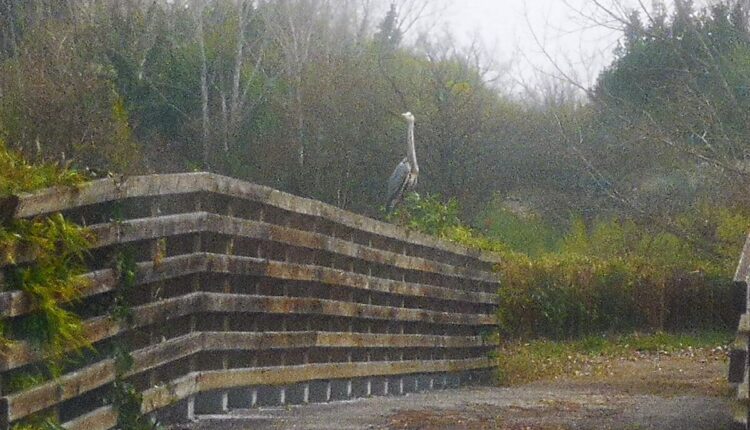 Roma, al parco uccelli e salute “La Selva di Paliano” domenica 27 marzo giornata ecologica