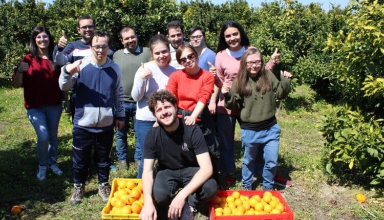 Catania, continua la raccolta di arance nei campi confiscati alla Mafia con progetto inclusivo