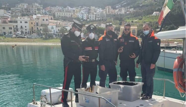 Trapani, trovati 1000 ricci di mare nella vettura di un 48enne: sanzionato poiché la pesca è limitata a 50 esemplari al giorno