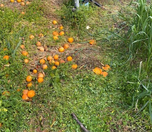 Catania, beni confiscati alla mafia: raccolta di arance di ottima qualità proveniente da un agrumeto di cinque ettari prima in mano alla mafia