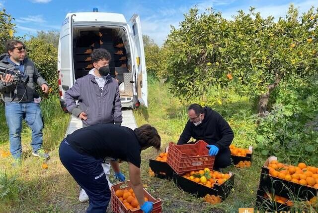 Catania, beni confiscati alla mafia: raccolta di arance di ottima qualità proveniente da un agrumeto di cinque ettari prima in mano alla mafia