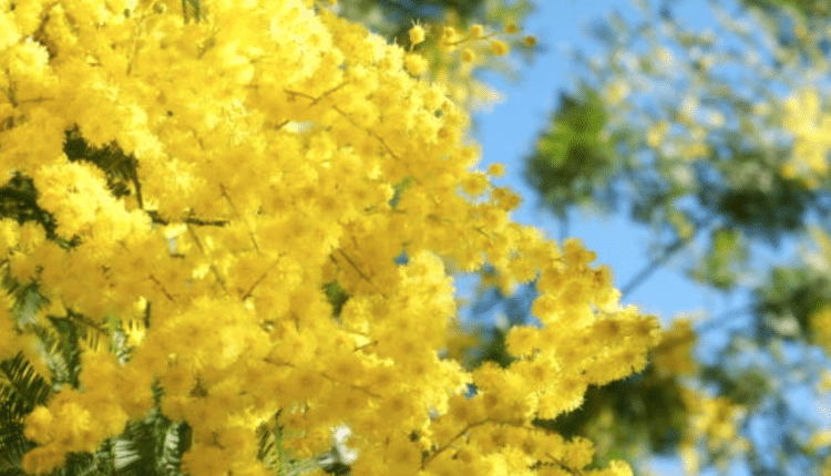 La Spezia, giornata internazionale della donna: tante iniziative proposte dal Comune e il Centro Irene