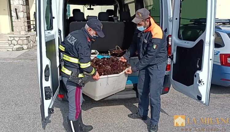 Frosinone, la Polizia di Stato sequestra ricci di mare pescati illegalmente