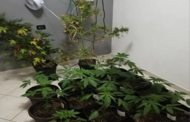Pescara, scoperta una coltivazione indoor di marijuana nell'abitazione di un uomo: trovate 16 piante di diversa varietà
