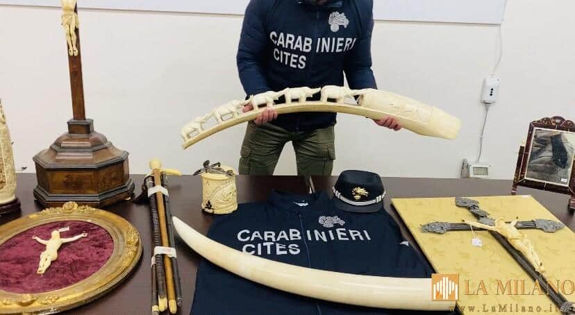 Parma, sequestrati 172 preziosi oggetti in avorio per un valore stimato che supera i 200.000 euro: denunciate le 11 persone coinvolte