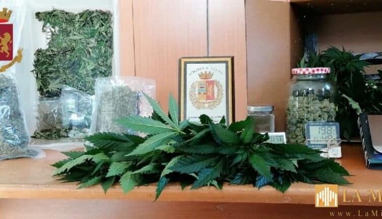 Ieri pomeriggio gli agenti del Commissariato Dante, durante un servizio di contrasto allo spaccio di sostanze stupefacenti, hanno effettuato un controllo in via Piave presso un terraneo in uso ad un uomo dove hanno scoperto un serra di marijuana dotata di un sistema di ventilazione ed aspirazione completo di filtri collegati con l’esterno e diverse lampade riflettenti per favorire la crescita delle piante.