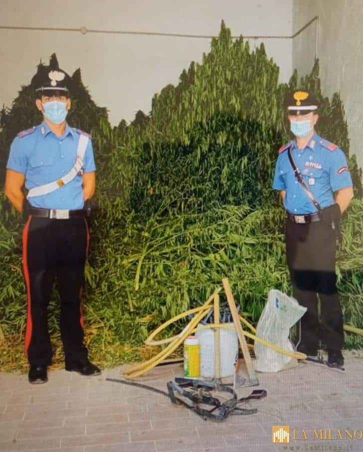 Casabona, coltivavano marijuana, applicata misura cautelare