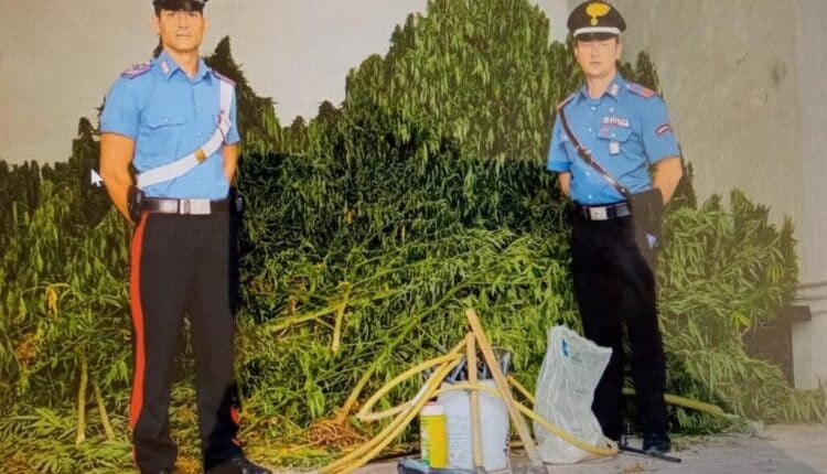 Casabona, coltivavano marijuana, applicata misura cautelare