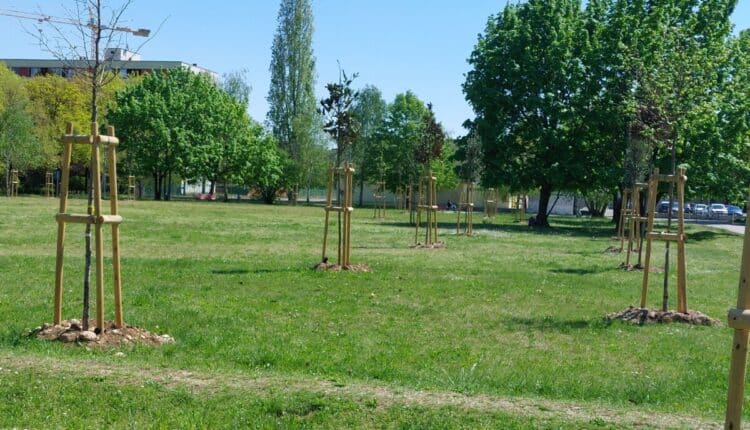 Udine, la città rifiorisce: già 580 nuove piantumazioni, saranno oltre mille nel 2022
