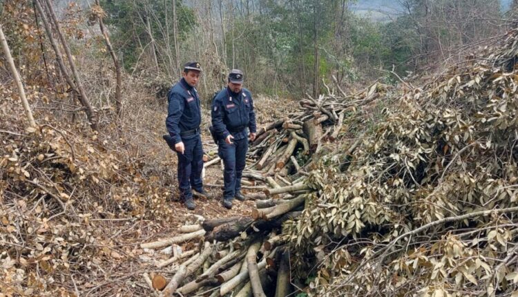 Formicola, disboscamento illegale: 21mila euro di multe