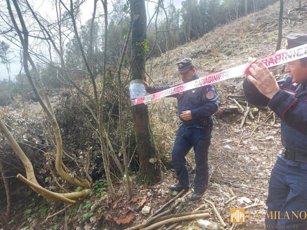 Formicola, disboscamento illegale: 21mila euro di multe