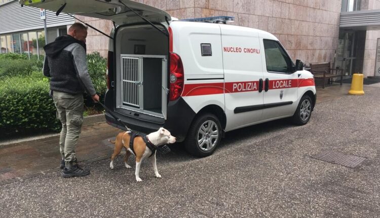 Trento, è in canile il pitbull più volte segnalato
