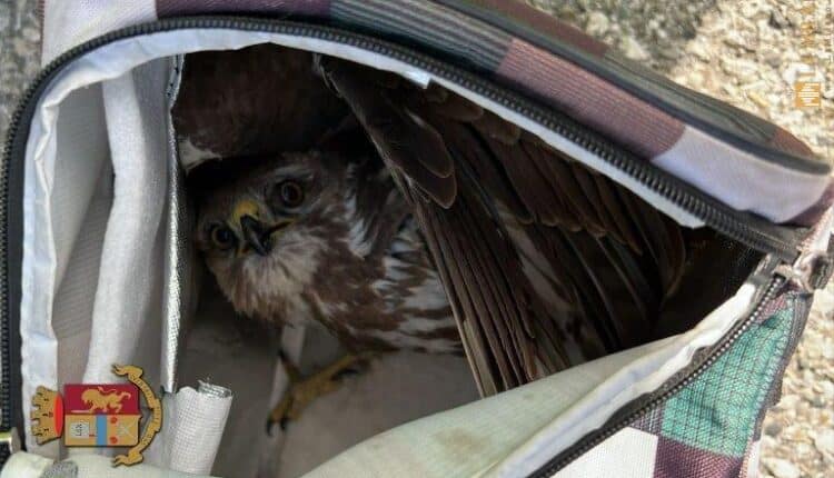 Forlì, falco pellegrino fermo sulla A14 portato in salvo dalla Polizia