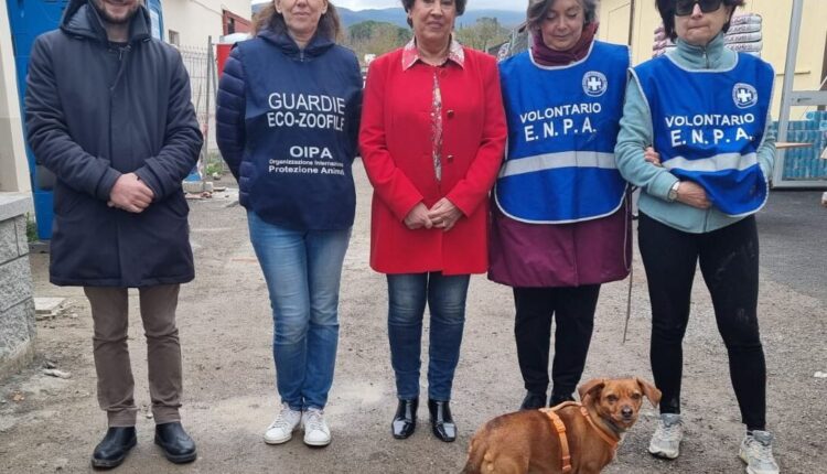 Arezzo, 50.00 pasti per i gatti del canile municipale