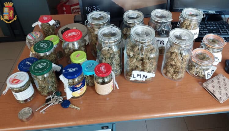 Anzio, scoperta una serra nel giardino del pusher, in casa 500gr di marijuana