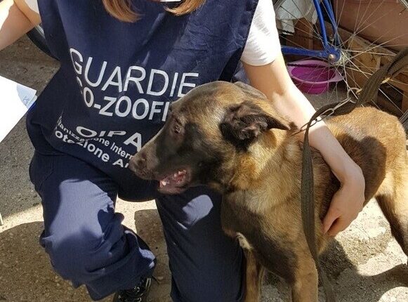 Udine, un anno di reclusione per un allevatore di cani.