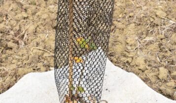 Arezzo, mille nuove piante grazie a Estra