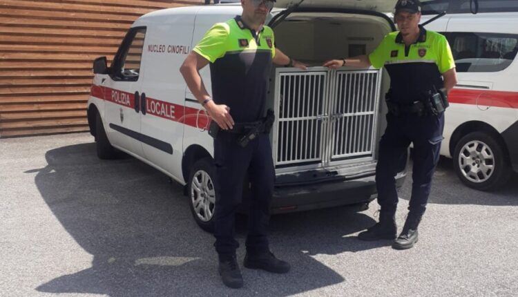 Trento, posto sotto sequestro il pitbull mordace