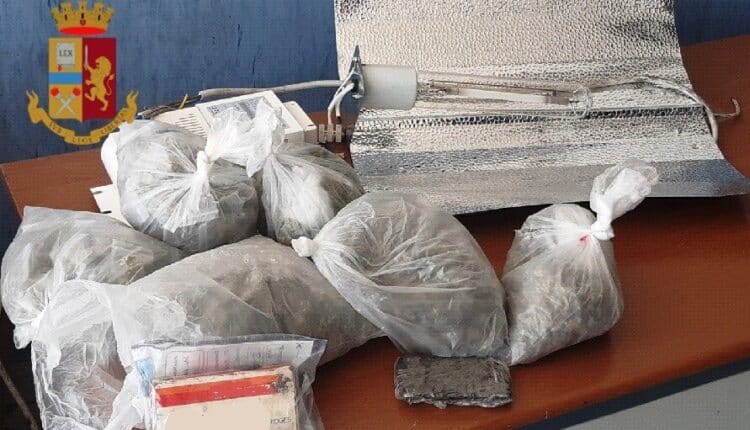 Napoli, "Bronx": sequestrate piante di marijuana