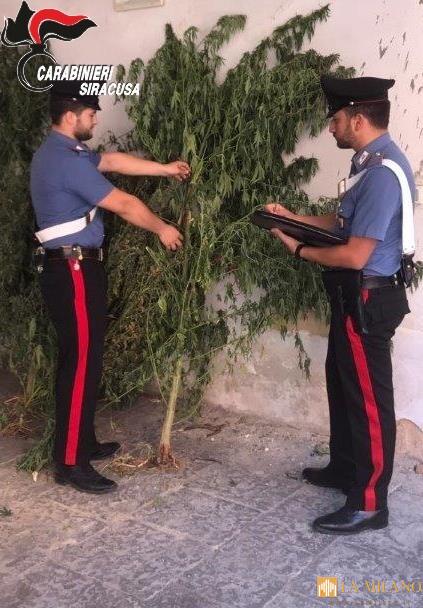 Francoforte, coltivava cannabis in casa, arrestato