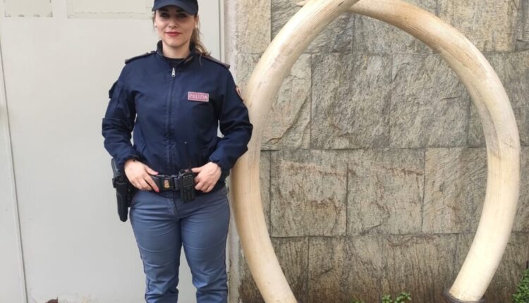Torino, due zanne di elefante in casa: denunciato