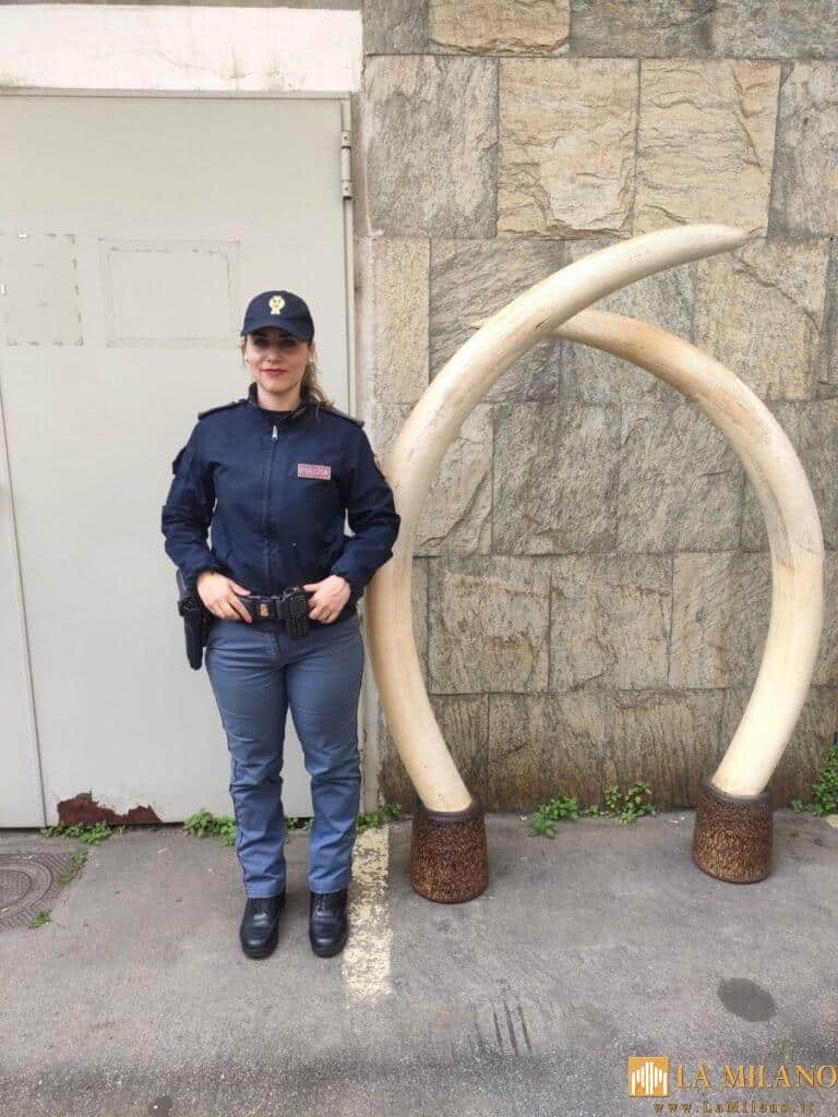 Torino, due zanne di elefante in casa: denunciato