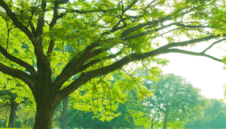 Domani, lunedì 30 maggio, alle ore 18 presso l'area verde di via Gaetano de Castilla, nelle vicinanze del Bosco Verticale, i rappresentanti del Comune di Milano, del Comune di Bergamo, della Regione Lombardia e della Commissione Europea, renderanno omaggio ai valori comuni e fondanti dell'Unione Europea.