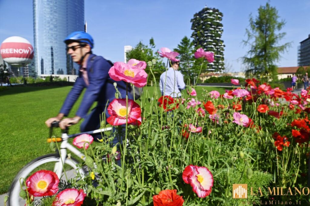 Milano, tornano i prati fioriti oasi di biodiversità