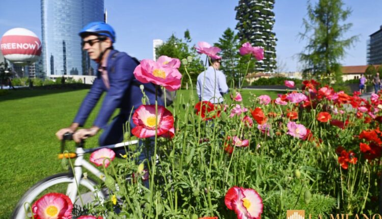 Milano, tornano i prati fioriti oasi di biodiversità