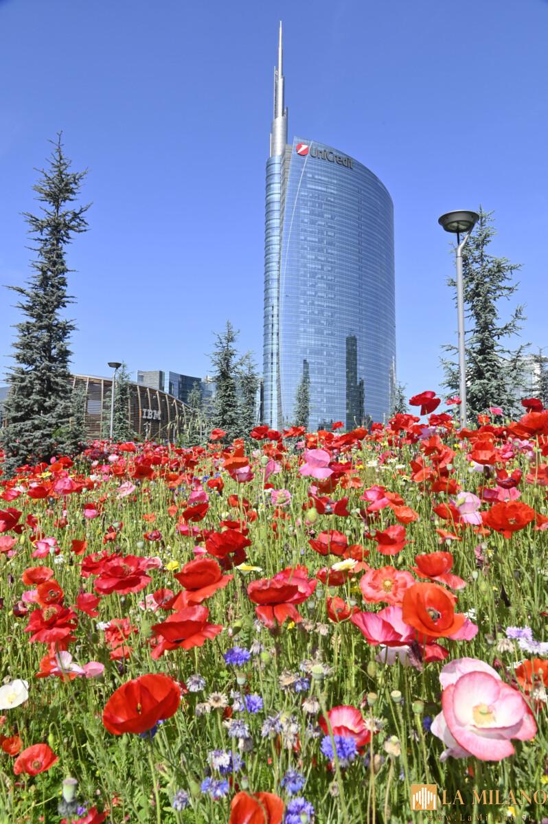 Milano, tornano i prati fioriti oasi di biodiversità