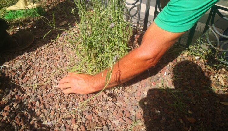 Campobasso, 150 nuove piante di lavanda piantate nelle aiuole lungo Corso Vittorio Emanuele II